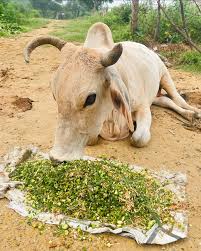 चारा सेवा